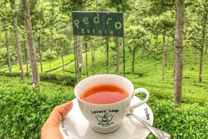 Kandy to Nuwara Eliya Day Tour