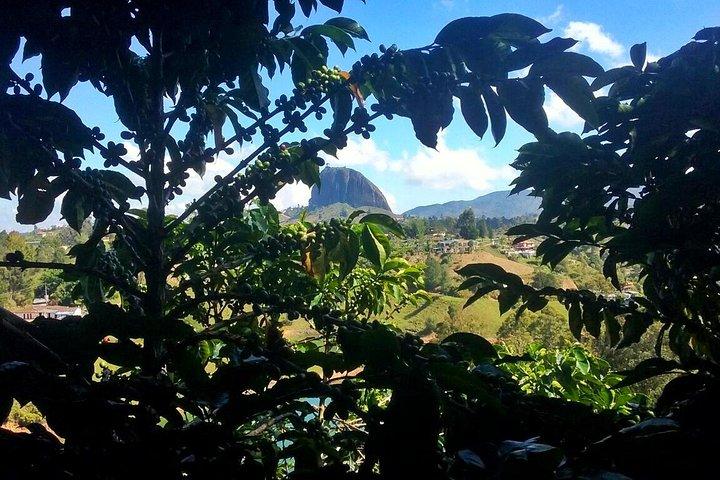 Private Guatape & Coffee Farm Tour: The Two Must do in One Day