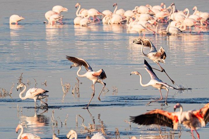 Make a date with Flamingos and Rhinos of Lake Nakuru National Park - 1 Day