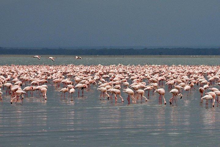 Make a date with Flamingos and Rhinos of Lake Nakuru National Park - 1 Day