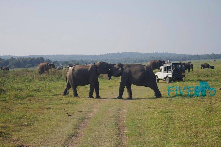 Udawalawe Private Safari with Picnic and Hotel Pickup