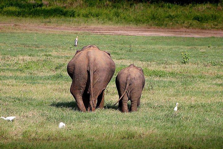 Udawalawe Private Safari with Picnic and Hotel Pickup