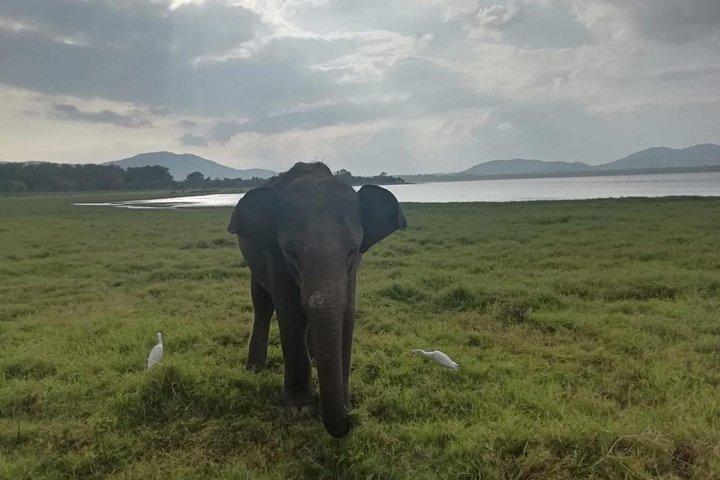 Udawalawe Private Safari with Picnic and Hotel Pickup