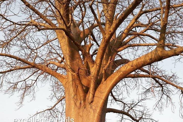 Game Drive in Zambezi National Park Morning or Afternoon