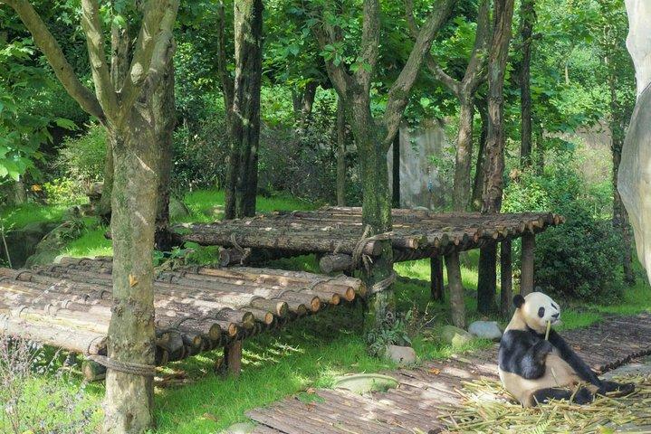 Dujiangyan Panda Base: 2 hours Panda Valley visit