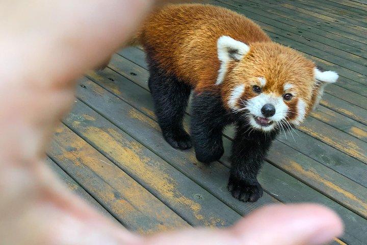 Dujiangyan Panda Base: 2 hours Panda Valley visit
