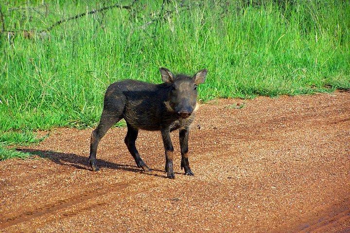 Kragga Kamma Game Park from Port Elizabeth