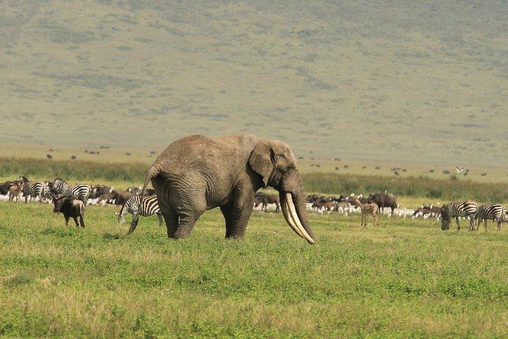 Day Trip to Ngorongoro Crater