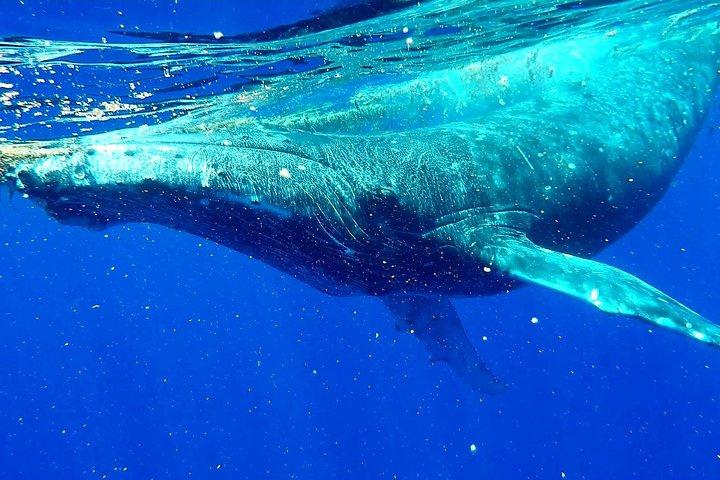 Whale Tour - Observe and swim with whales