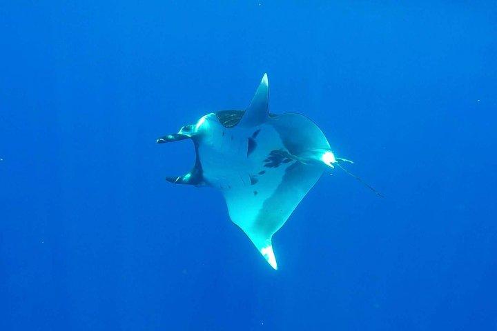 Whale Tour - Observe and swim with whales