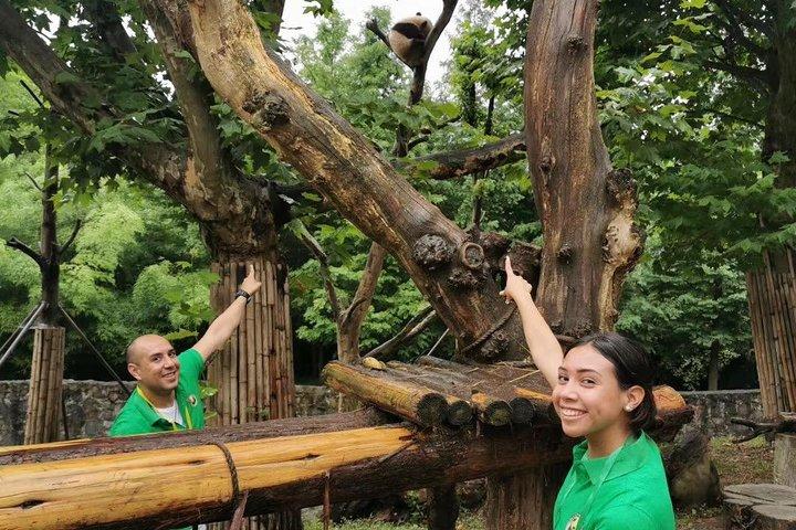Private Dujiangyan Panda Base Panda Rescue Center Volunteer for a Day
