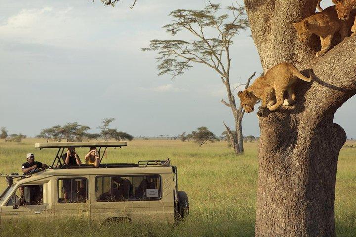 Day Trip to Ngorongoro Crater
