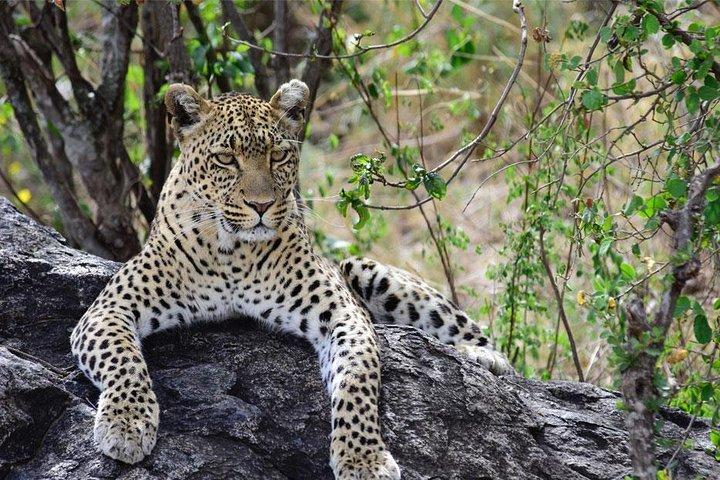 Day Trip to Ngorongoro Crater