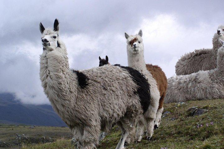 Cotopaxi Full Day Tour - All included - Guided hike and National Park entrance
