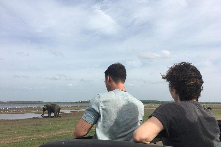 Udawalawe Private Safari with Picnic and Hotel Pickup