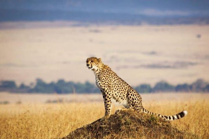 3 days Maasai Mara Luxury Safari