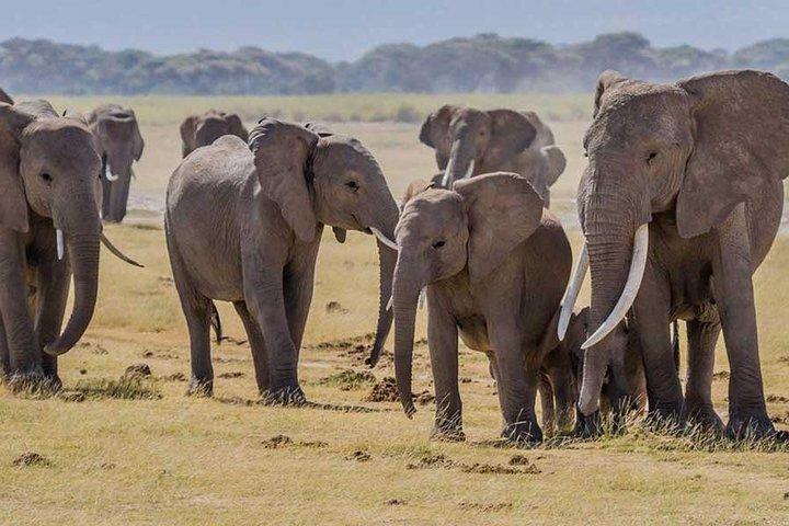 3 days Amboseli, Land of Kilimanjaro