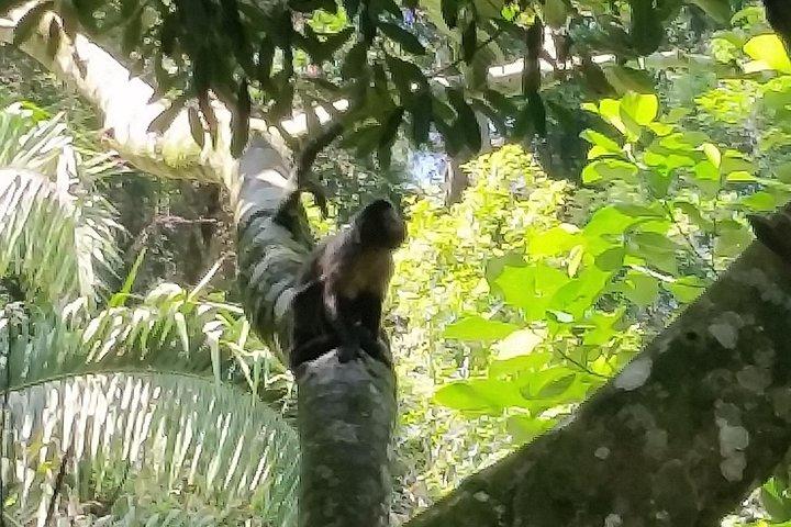 The Tijuca forest, the Jardim Bôtanico and their treasures