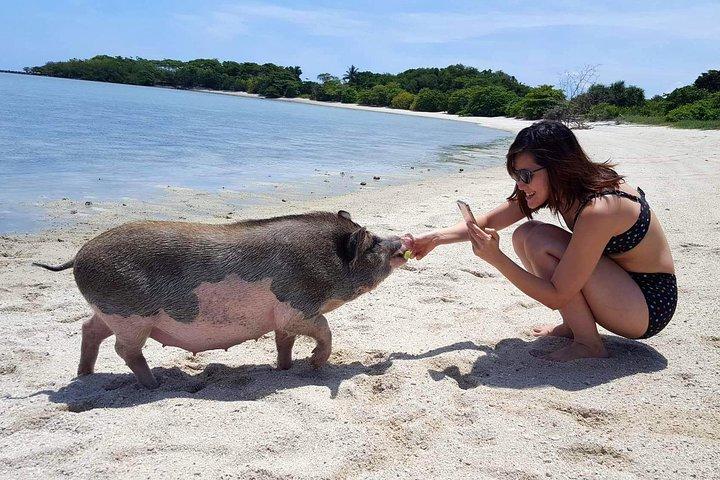 Pigs Island exclusive Semi VIP