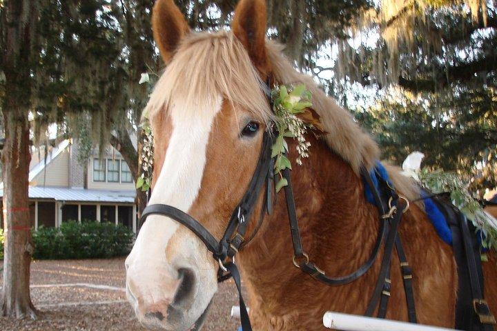 #1 Historical Horse Drawn Carriage Tour
