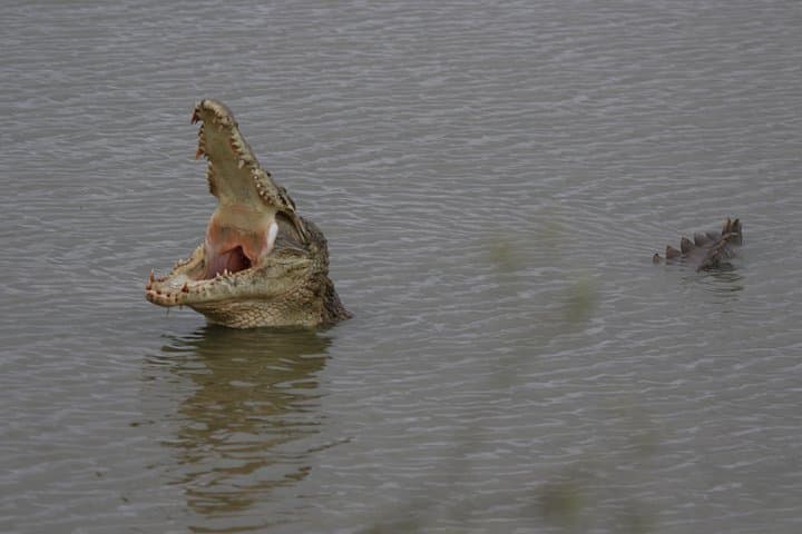Nairobi National Park guided tour