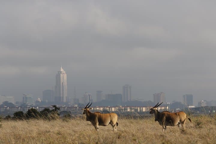 Nairobi National Park guided tour