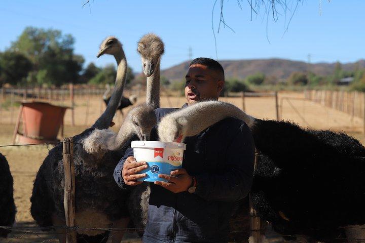 3 Day Garden Route Tour