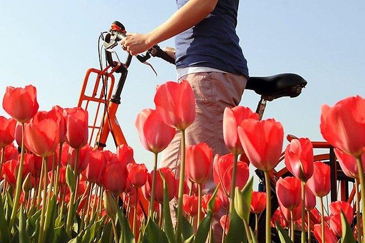 Private Guided Full-Day Customizable Tour of Holland from Amsterdam