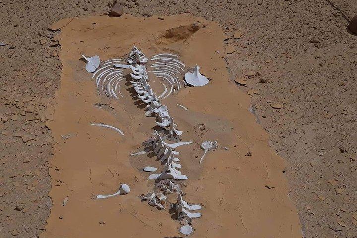 over day safari trip to whales valley fayoum oasis