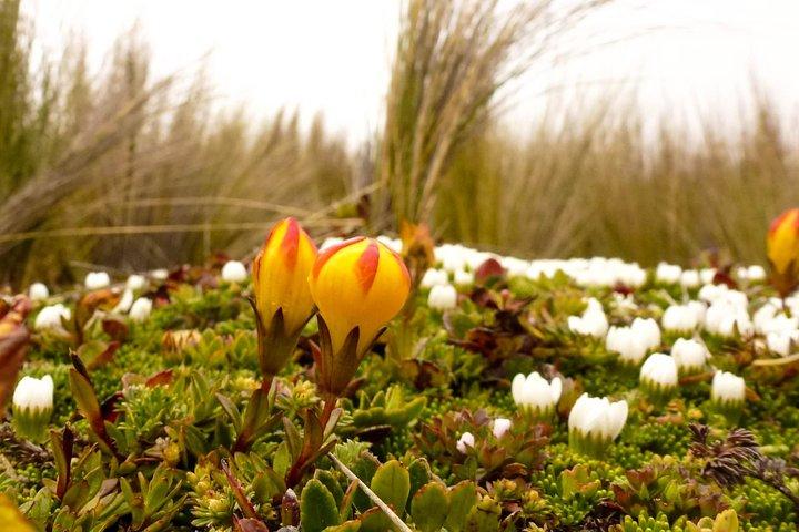 Cajas NP Hiking & Thermal Baths from Cuenca