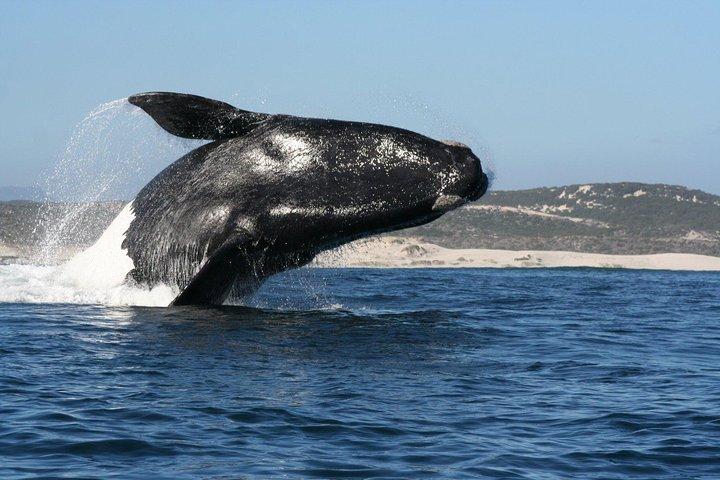 Whale Watching Hermanus: