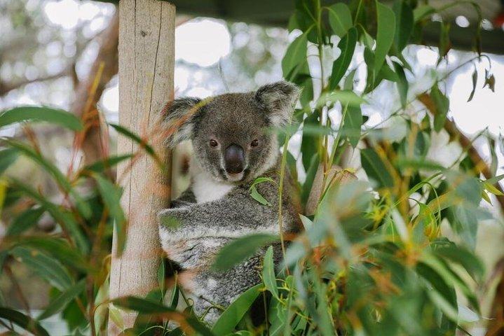Hunter Valley Wine & Wildlife Tour (Private Tour from Sydney)