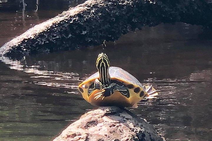 Self-Guided Kayaking: Real Florida Adventure