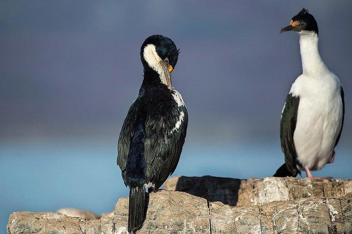 Beagle Channel Navigation with Minitrekking