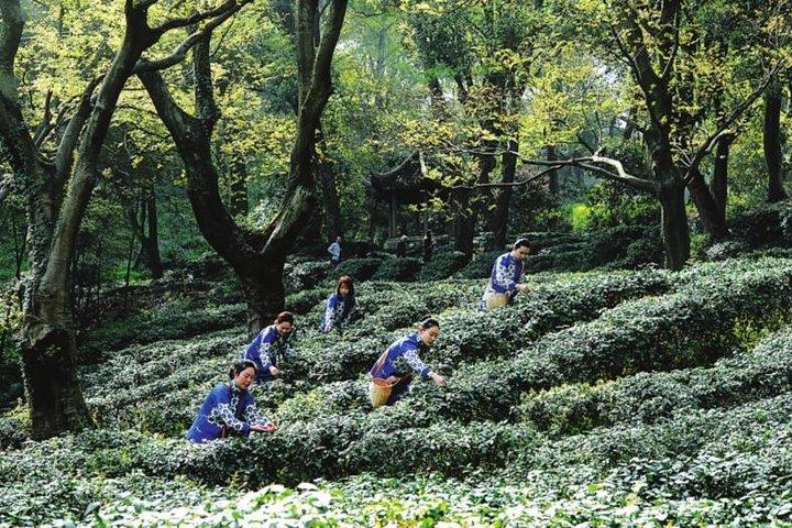 Half-Day Private Customized Suzhou Highlights with Lunch or Dinner Option