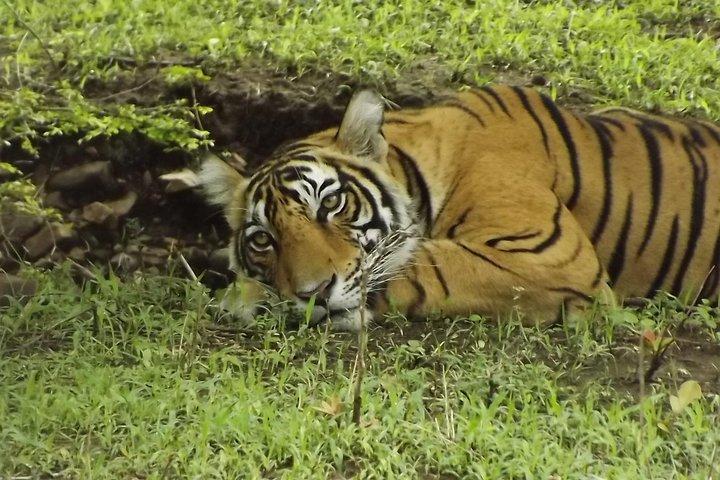 Ranthambore Tiger Safari Day Trip from Jaipur – All Inclusive