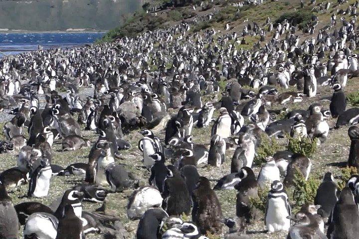 Ushuaia: Martillo Island and Walk Among Penguins Full-Day Tour