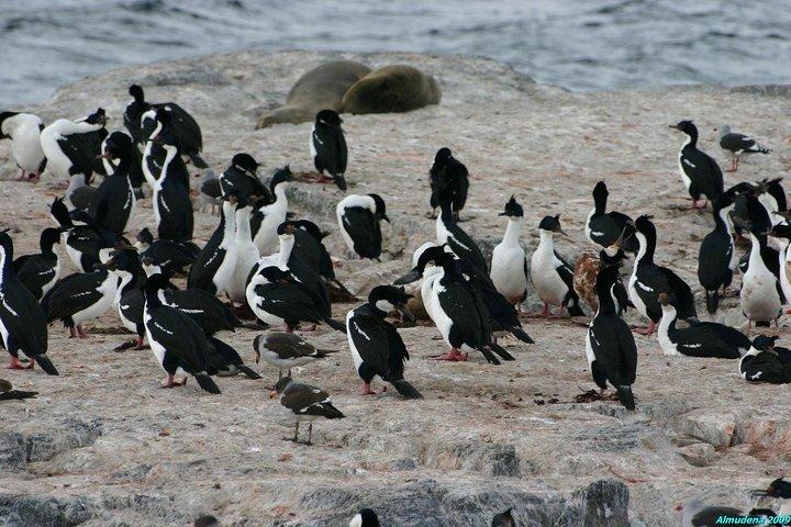 Ushuaia: Martillo Island and Walk Among Penguins Full-Day Tour