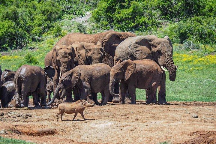 7 Day Garden Route + Addo Safari with Cape Point & Cape Winelands