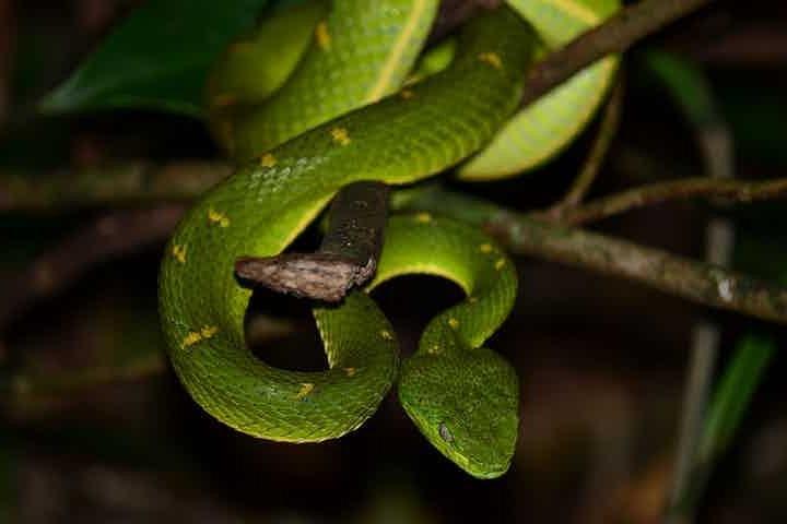 Monteverde Cloud Forest Guided Night Walk