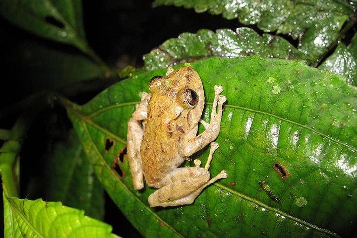 Monteverde Cloud Forest Guided Night Walk