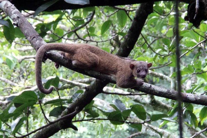 Monteverde Cloud Forest Guided Night Walk