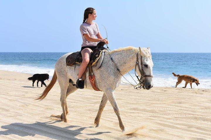 Cabo Desert Off-Road & Beach Horseback Combo and Tequila Tasting