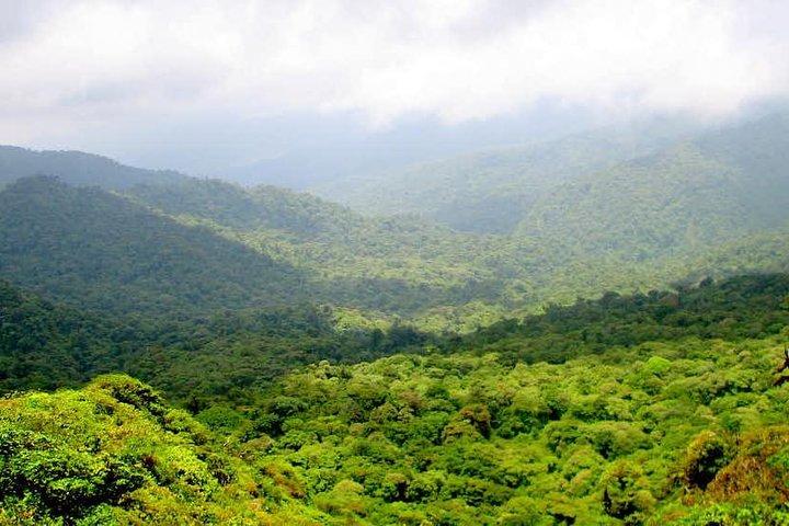 Monteverde Cloud Forest Reserve Guided Walk