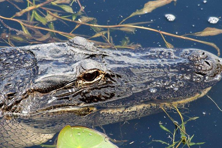 1 Hour Everglades Airboat Tour Orlando Florida