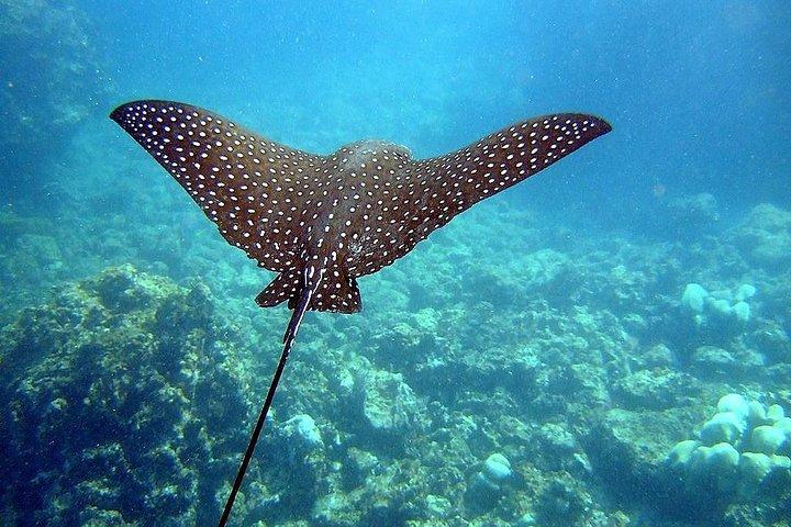 A BOAT TOUR to RIO ISLANDS with an AMAZING UNDERWATER FLIGHT!