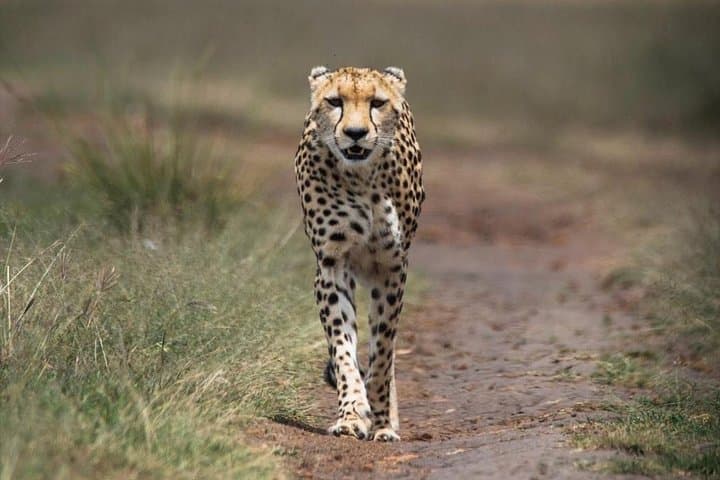From Nairobi: 3 - Days Maasai Mara Group Safari by 4WD