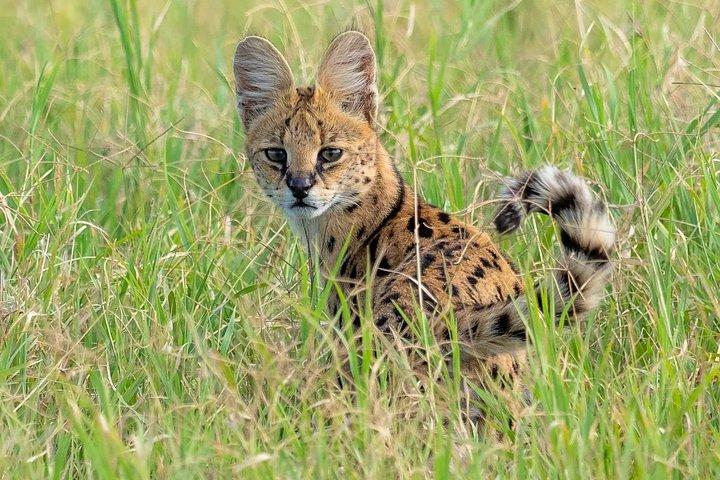 Day trip Arusha National Park Tour Tanzania Safari