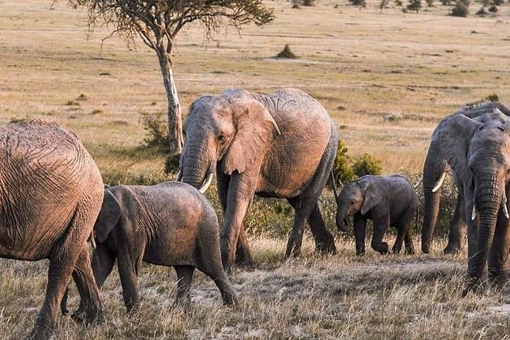 3-DAY Best Maasai Mara Safari (POPULAR)