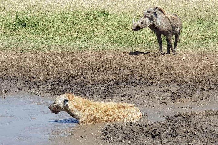Ngorongoro Day Trip From Arusha / Kilimanjaro